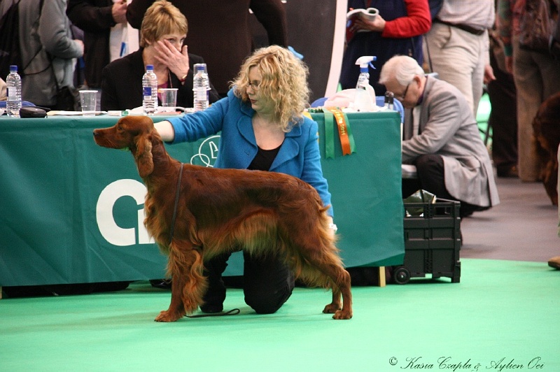 Crufts2011 381.jpg